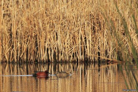 Sur bonaerense  IV (Lobería)