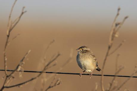 Sur bonaerense  IV (Lobería)