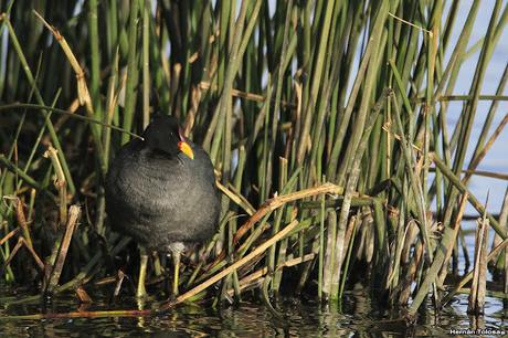 Sur bonaerense  IV (Lobería)