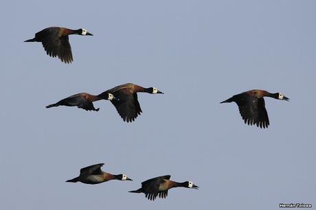 Sur bonaerense  IV (Lobería)