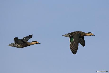 Sur bonaerense  IV (Lobería)