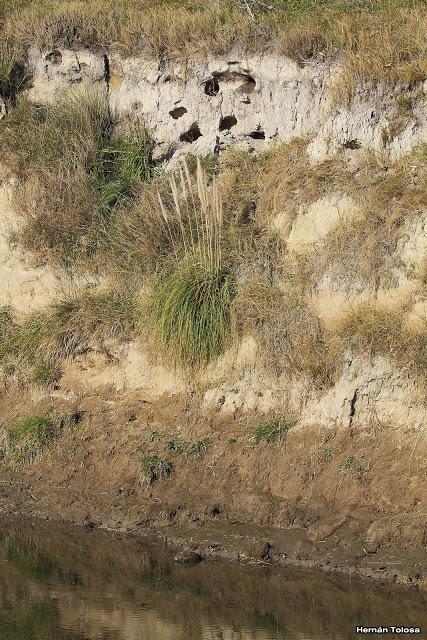 Sur bonaerense  IV (Lobería)