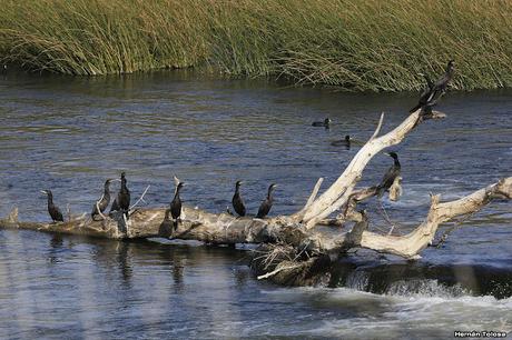 Sur bonaerense  IV (Lobería)