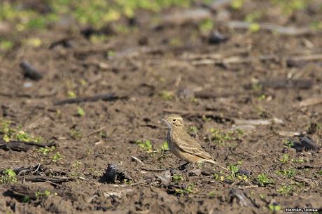 Sur bonaerense  IV (Lobería)