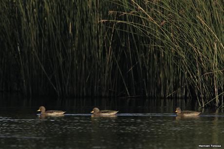 Sur bonaerense  IV (Lobería)