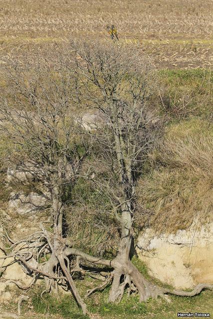 Sur bonaerense  IV (Lobería)