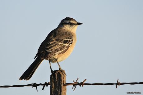 Sur bonaerense  IV (Lobería)