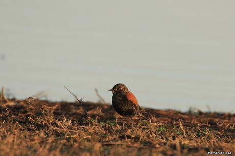 Sur bonaerense  IV (Lobería)