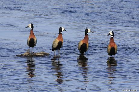 Sur bonaerense  IV (Lobería)