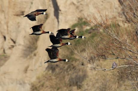 Sur bonaerense  IV (Lobería)