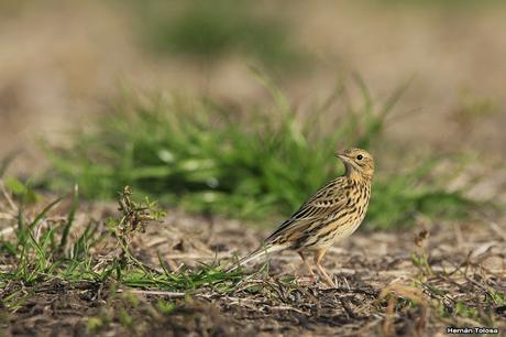 Sur bonaerense  IV (Lobería)