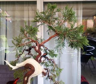 Sabina rastrera , primeros trabajos de alambrado