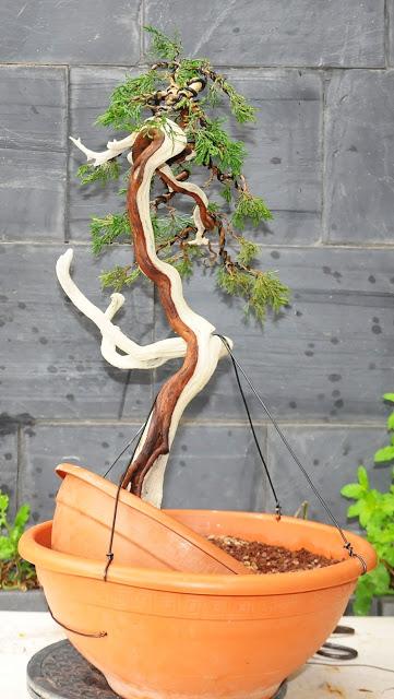 Sabina rastrera , primeros trabajos de alambrado