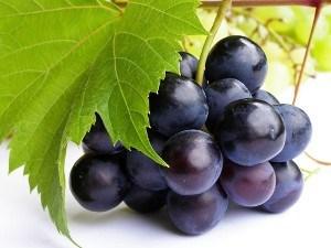 Resultado de imagen de vitis vinifera