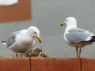 Gaviotas nuevas