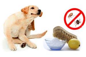 Creación conciencia Salida Remedios caseros para eliminar pulgas y garrapatas en perros - Paperblog