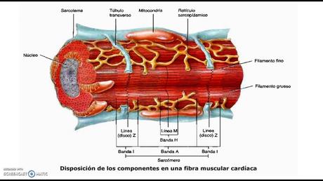 Estructura de las paredes del corazón