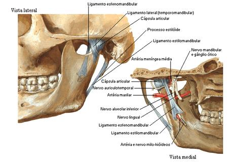 Articulación temporomandibular: visión anatómica
