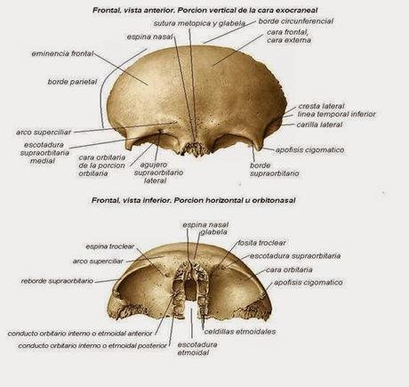 Estructura del hueso frontal