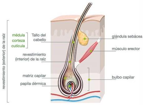 Folículo pilosebáceo