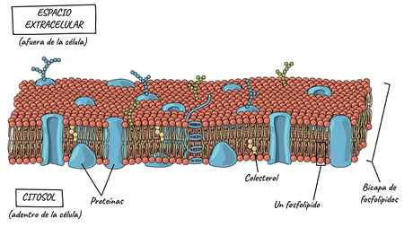 Componentes de la membrana celular