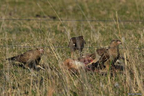 Chimangos comiendo cadáver de liebre