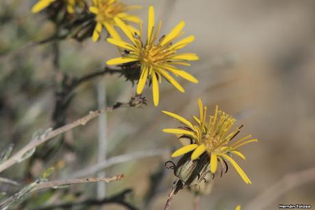 Leña de piedra (Brachiclados megalanthus)