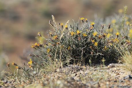 Leña de piedra (Brachiclados megalanthus)