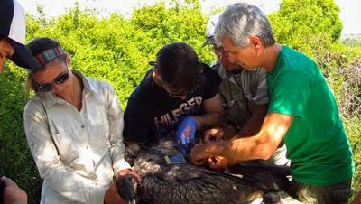 La escasez de comida empuja al cóndor andino desde Chile a la Argentina