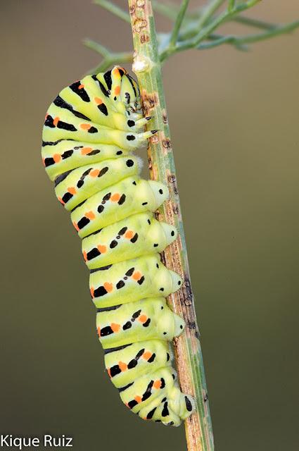 Qué queremos en una fotografía macro I