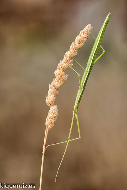 Qué queremos en una fotografía macro I