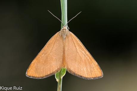 Qué queremos en una fotografía macro I