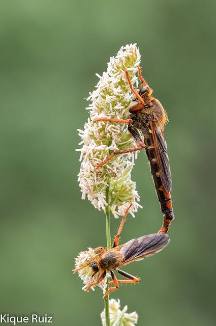 Qué queremos en una fotografía macro I