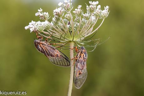 Qué queremos en una fotografía macro I