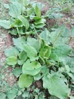 Llantén Mayor (Plantago major L)