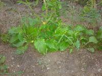 Llantén Mayor (Plantago major L)