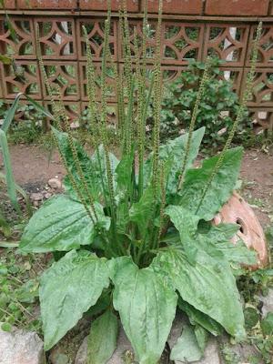 Llantén Mayor (Plantago major L)