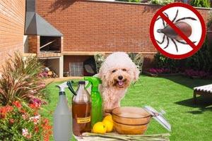 Cómo eliminar las garrapatas del patio y el jardín