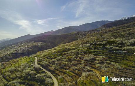 Cuándo ver las flores en el Valle del Jerte Laderas que parecen nevadas en el Valle del Jerte florecido