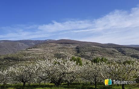 Cuándo ver las flores en el Valle del Jerte Cerezos en flor en el valle del jerte