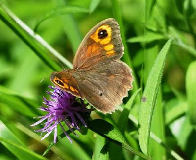 Mariposas y centaureas