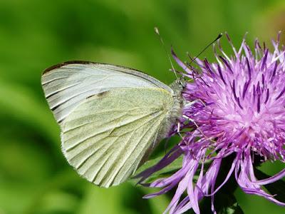 Mariposas y centaureas