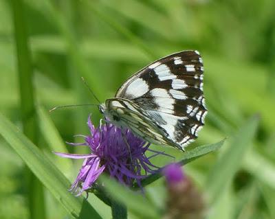 Mariposas y centaureas