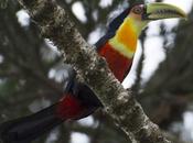 Tucán pico verde (Red-breasted Toucan) Ramphastos dicolorus