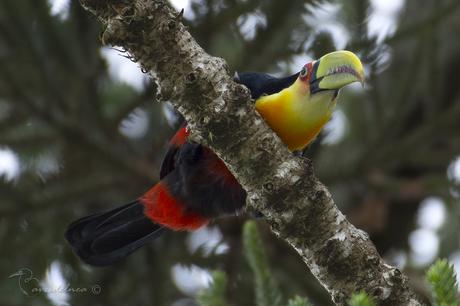 Tucán pico verde (Red-breasted Toucan) Ramphastos dicolorus