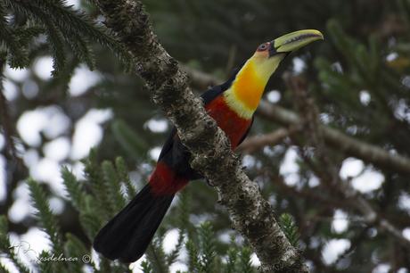 Tucán pico verde (Red-breasted Toucan) Ramphastos dicolorus