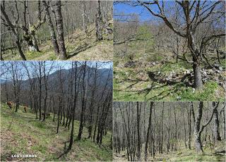 Casomera-Rumañón-Carrena