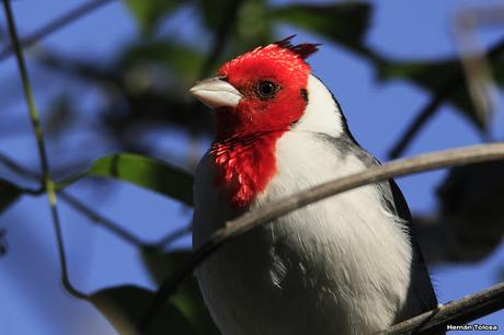 Cardenales de la RECS