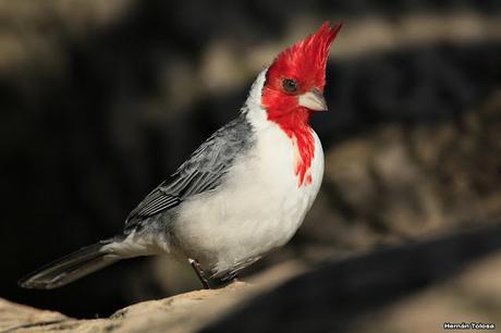 Cardenales de la RECS