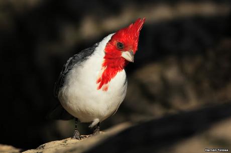 Cardenales de la RECS